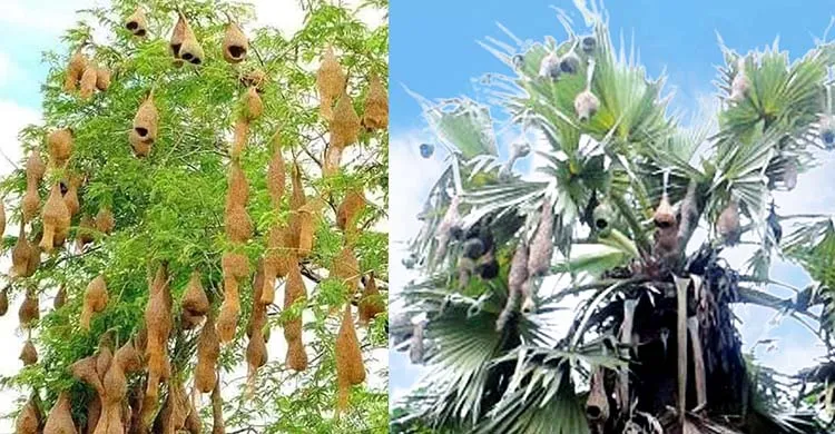 ছবিঃ সংগৃহীত
