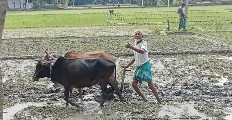 সময়ের স্রোতে হারিয়ে যাচ্ছে গ্রামীণ ঐতিহ্য, গরুর হালে জমি চাষ এখন শুধুই স্মৃতি