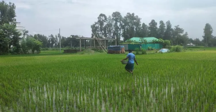 সিরাজগঞ্জে বাড়তি দামে সার বিক্রির অভিযোগ ডিলারদের বিরুদ্ধে