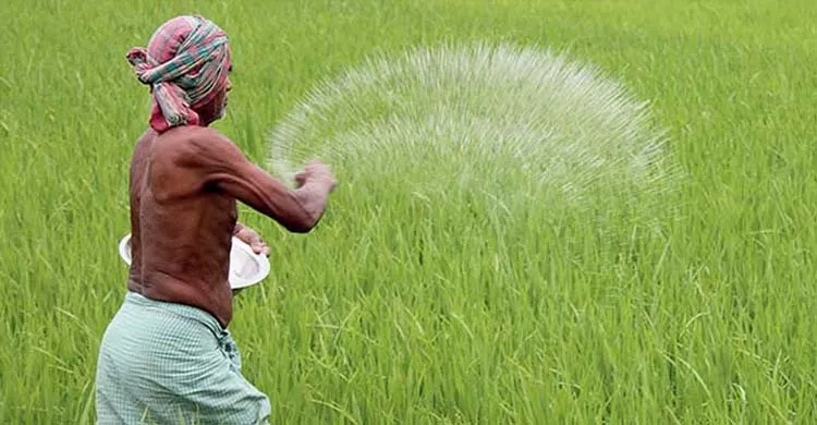 রাজশাহীতে সারের কৃত্রিম সংকটের অভিযোগ, বিপাকে কৃষক