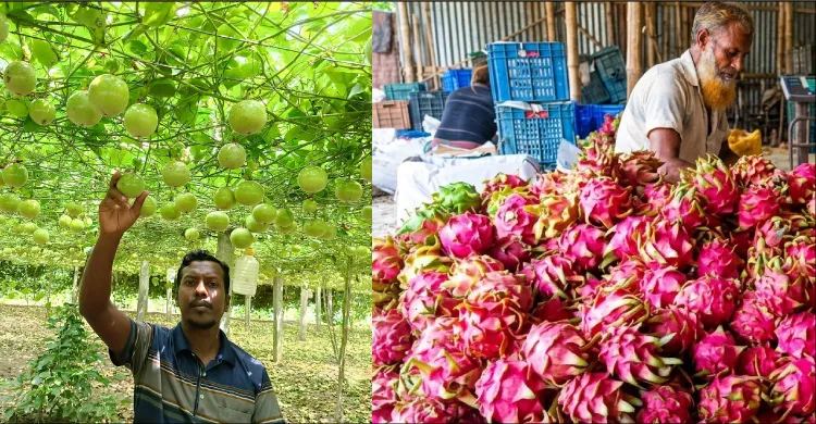 বিদেশি ফল চাষে পাল্টে যাচ্ছে জীবননগরের কৃষকদের জীবন