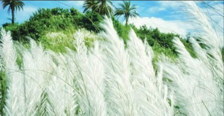 কুমিল্লা প্রকৃতির সৌন্দর্যে মুগ্ধ শিক্ষার্থীরা, কাশবনে জমছে স্মৃতি ও তারুণ্যের গল্প