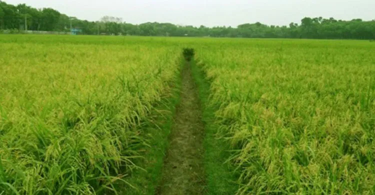 চরভদ্রাসনে এক বছরে কৃষিজমি বেড়েছে ২ হেক্টর