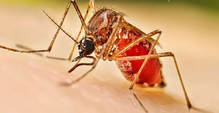 ছবিঃ সংগৃহীত