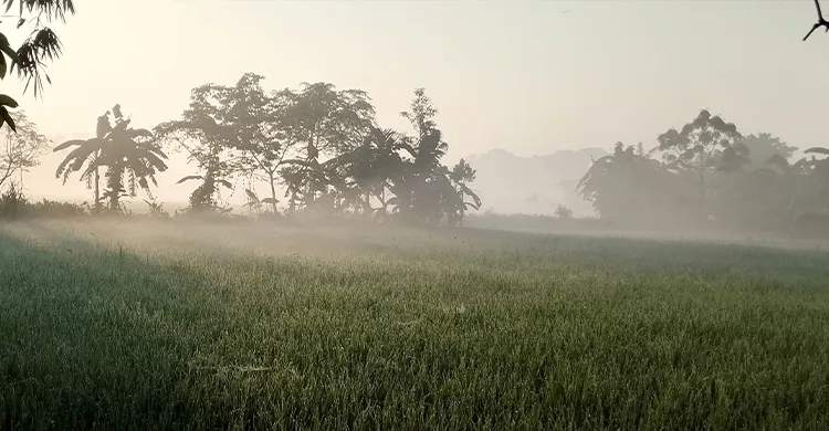 পাকুন্দিয়ায় শিশিরভেজা সকালে শীতের আভাস