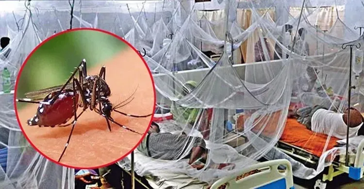 ডেঙ্গুতে একদিনে ১০ জনের মৃত্যু, হাসপাতালে ভর্তি ১৯৪৩
