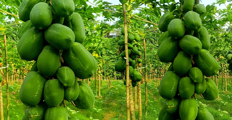 সিংগাইরে পেঁপের কেজি ৩ টাকা, লোকসানে কৃষক