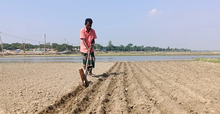 হাওরে সারের সংকট, রবি শস্যের আবাদ নিয়ে দুশ্চিন্তায় কৃষক